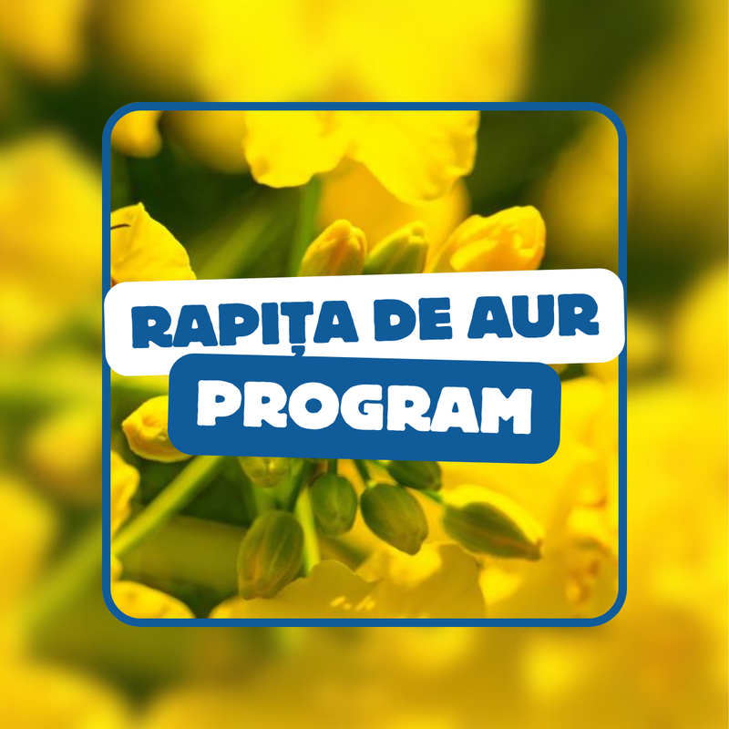 RAPIȚA DE AUR